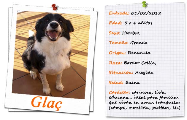 FICHA ENTRADA-TIPUS GLAÇ