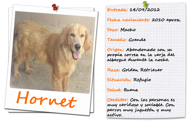 FICHA ENTRADA-TIPUS HORNET