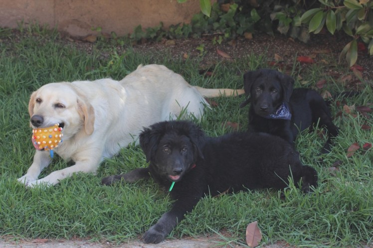 Carrie, Obélix y Astérix