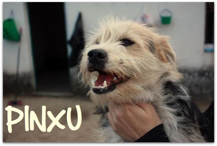 PINXU