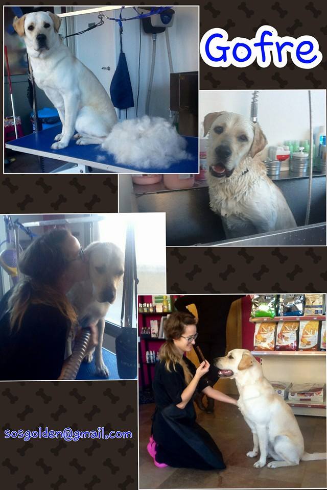 gofre