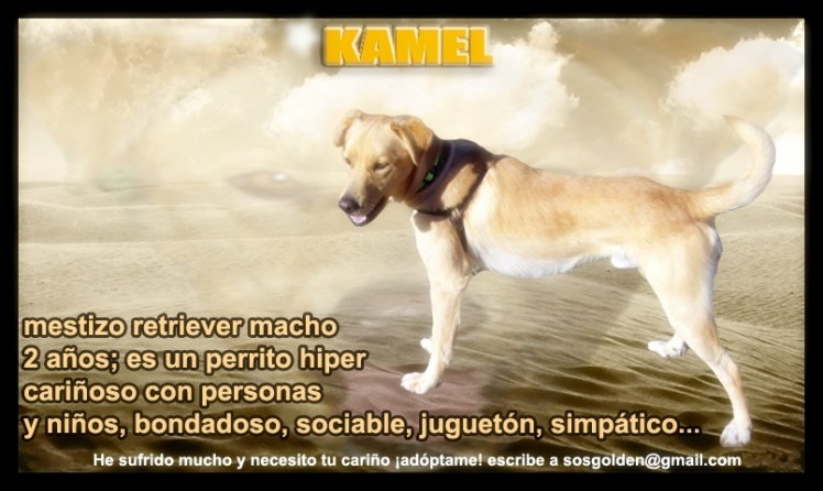 kamel