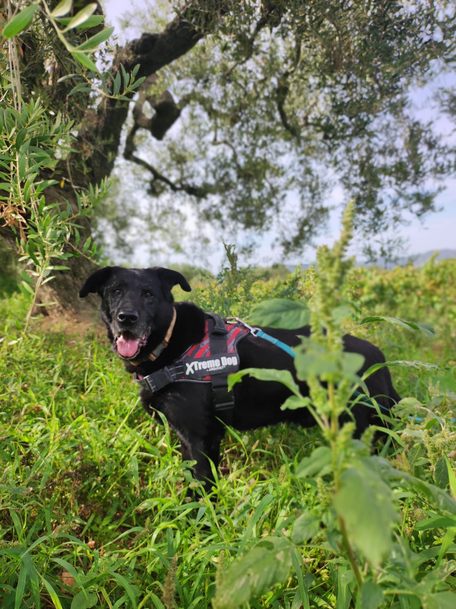 Kodee Furst Adoptado KODEE – Asociación SosGolden