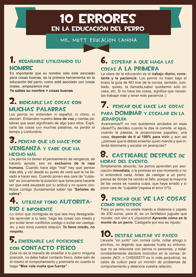 10 errores comunes en la educación perro