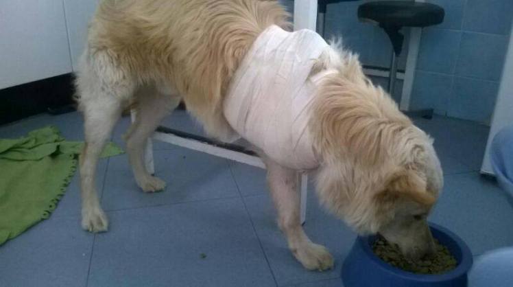 1975019_10152303582211635_1383872174_n (1)