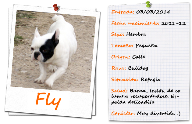 flyfitxa