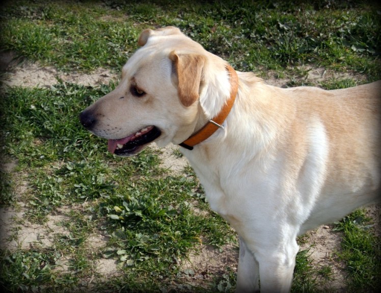 lassiter2