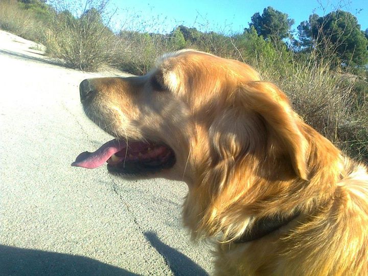 1379795_665734543451535_1800467703_n