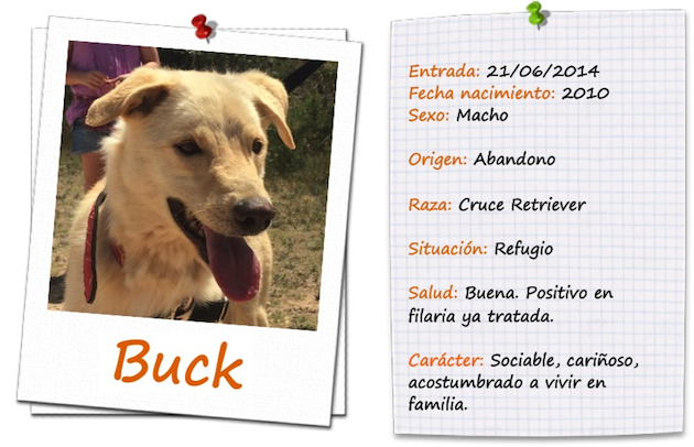 buck ficha
