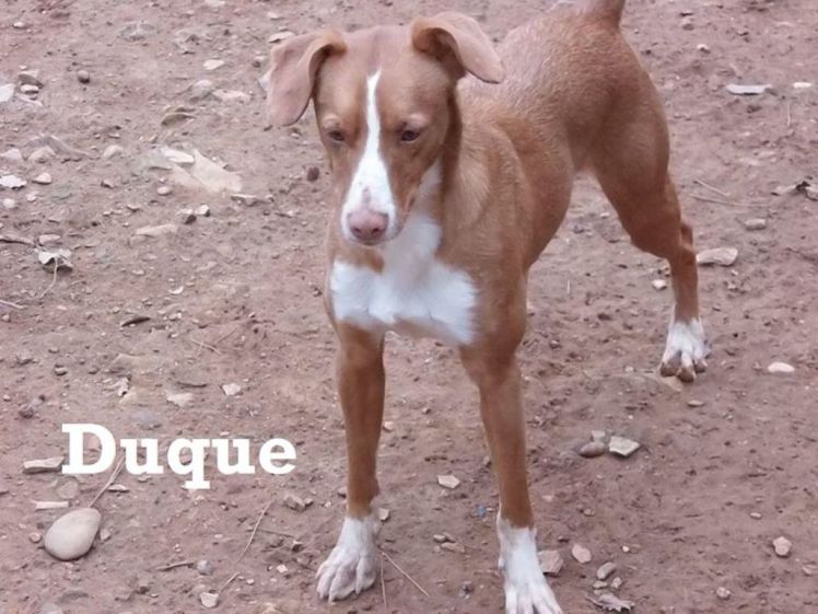 duque 2