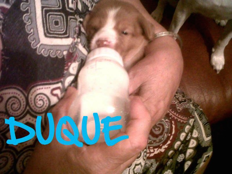 duque10