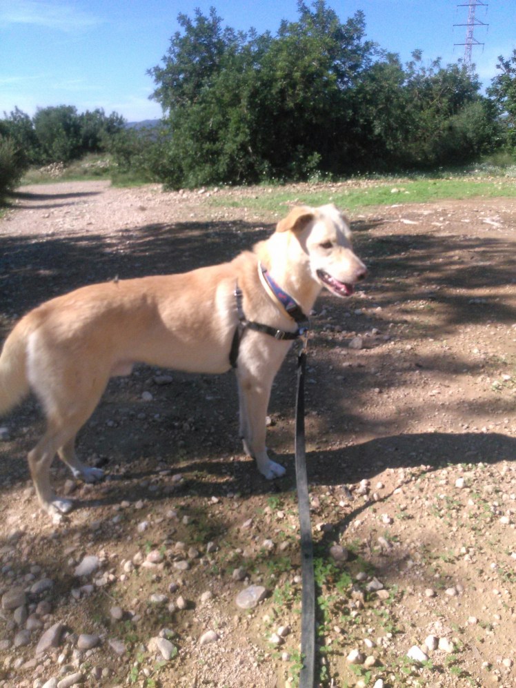 IMG_20141011_121545.jpg image