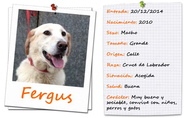 fergus_ficha