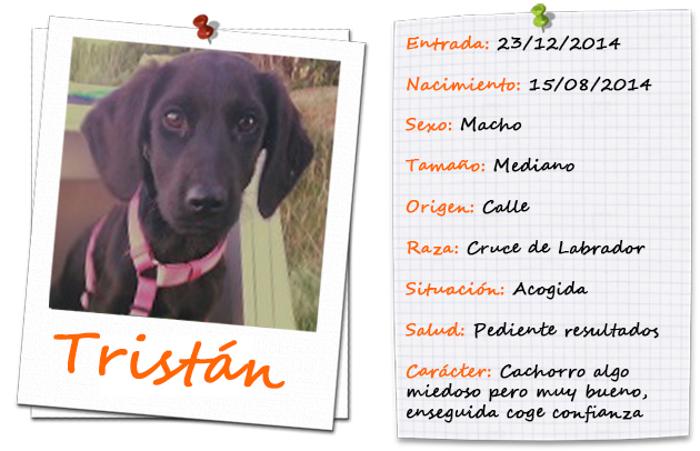 tristan_ficha