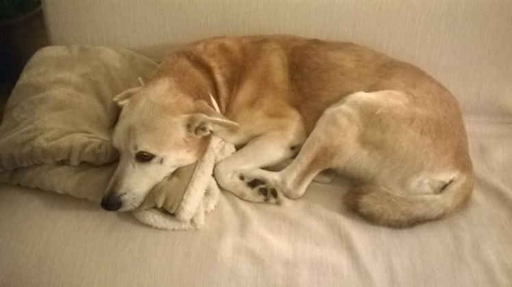 IMG-20141215-WA0010.jpg image