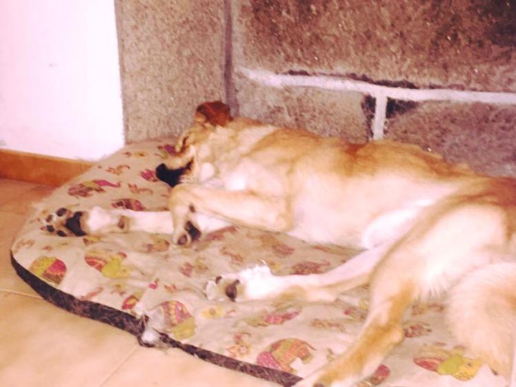 10482195_10206898398482616_2329527250507607533_n