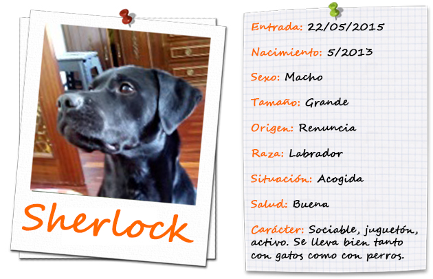 sherlock_ficha