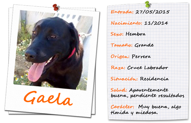 gaela_ficha