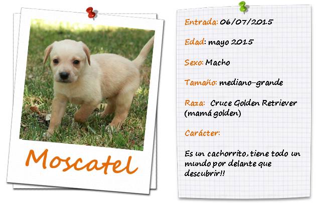 moscatel