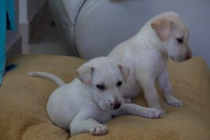 orinoco y cauca - copia