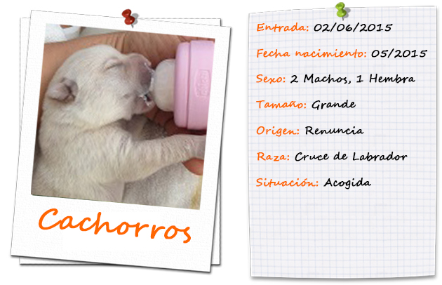 orinoco_yucon_amazona_ficha