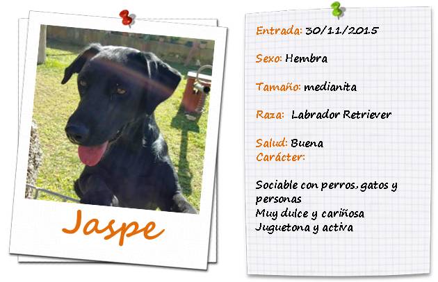 Jaspe