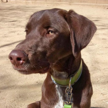 MELOCOTÓN 01_mosaico